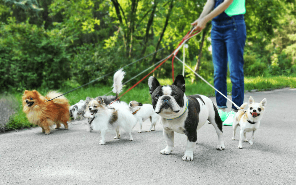 Cuide e passeie com cachorros para ter renda extra
